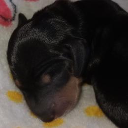 Camille - Black and tan female Dachshund puppy in Middle Granville, New York from Lee Doxies