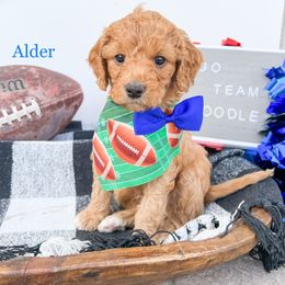 Goldendoodle Puppies from Doodle Love ❤️ Goldendoodle puppies
