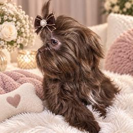 Aurelia - Chocolate female Shih Tzu puppy in Columbia, Kentucky from Lisa Bandy Luxe Shih Tzu