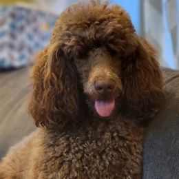 Goldendoodles, Poodles, and Schnoodles from For the LOVE of Poodles, Doodles and Sheepdogs