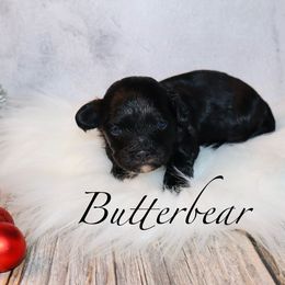 Butterbear - Black male Shihpoo puppy in Ohio from Moore Doodles