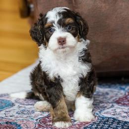 Mor'Du - Chocolate merle male Bernedoodle puppy in Dundee, Ohio from Down Home Doodle