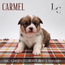 Carmel - Red female Pembroke Welsh Corgi puppy in Pine Village, Indiana from NL Horsemanship