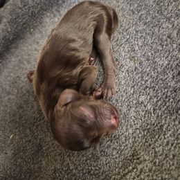 Boy 1 - Dark brown male Boykin Spaniel puppy in Sparta, Georgia from Waddell-Kennels