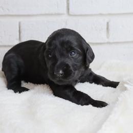 Bonnie - Black female Labradoodle puppy in Bryantown, Maryland from Doodles on Duty