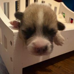 Blue Collar - Red male Pembroke Welsh Corgi puppy in Abingdon, Virginia from Em-K Kennels