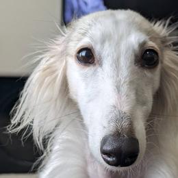 Silken Windhounds from Heathen Hounds