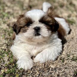 Shih Tzu Puppies from Shih Tzus To Love