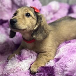 Scarlet - Cream female Dachshund puppy in Auburndale, Florida from Doxster Dachshunds