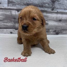 Golden Retriever Puppies from Holly Hill Kennels