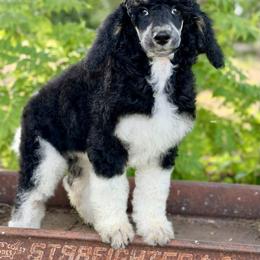 April - Parti female Poodle puppy in Lancaster, Minnesota from Richardville Hunde