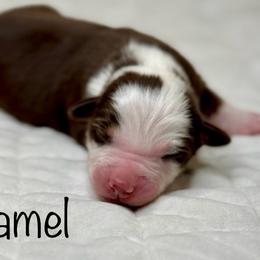 Caramel - Red tri-color female Australian Shepherd puppy in Beaverdam, Virginia from Cimmarun Farm Aussies