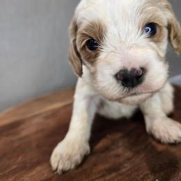 Forest - Blenheim male Cavapoo puppy in Roseville, California from Heavenly Goldendoodles