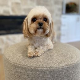 Ari - Cavapoo