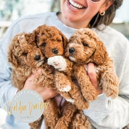 Goldendoodle Puppies from First Coast Goldendoodles