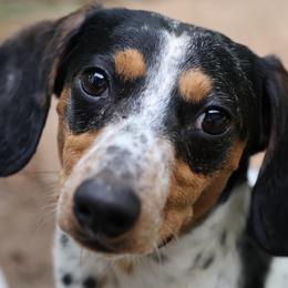 Lollie - Dachshund