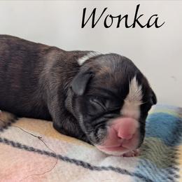 Wonka - Brindle male Boxer puppy in Mountain Home, Idaho from LJK Boxers & Toy Aussies