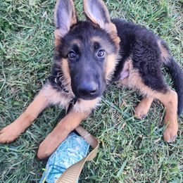 German Shepherd Puppies from Ewig Krieger Kennels