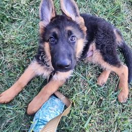 German Shepherd Puppies from Ewig Krieger Kennels
