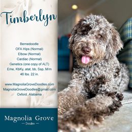 Timberlyn - Bernedoodle
