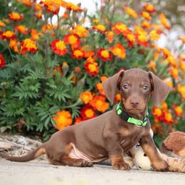 Bourbon - Chocolate and tan male Dachshund puppy in Red Bud, Illinois from Midwest Miniature Dachshunds