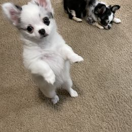 Chihuahua Puppies from Trenda's Chihuahuas