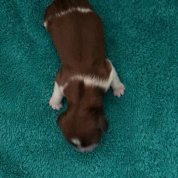 Ginny - Liver and white female Shih Tzu puppy in Las Vegas, Nevada from P and J Farms