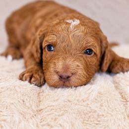 Raver boy - Apricot male Cavapoo puppy in Yuciapa, California from AlltheDoodlez_