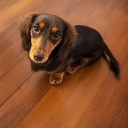 Violeta - Dachshund