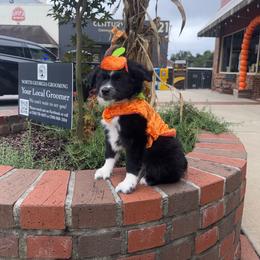 Macintosh - Black & white male Miniature Australian Shepherd puppy in Clarkesville, Georgia from North Georgia Gems