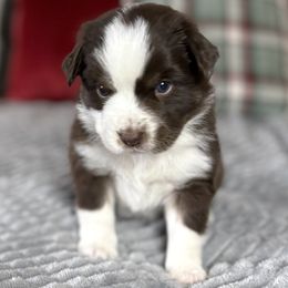 Baxter - Red tri male Miniature Australian Shepherd puppy in Stockton, Missouri from Kizmit Farmz