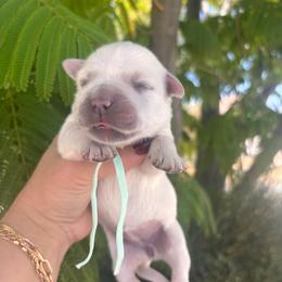 Mint green (3700) - Light golden female Golden Retriever puppy in Pahrump, Nevada from Southern Nevada Goldens