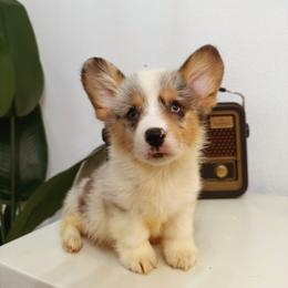 Mint - Blue merle and white male American Corgi puppy in Inverness, Florida from Canaan Farm Corgis