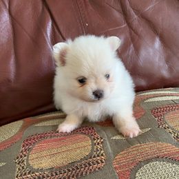 Boy2 - White male Pomeranian puppy in Houston, Texas from Lola’s Poms