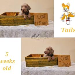 TAILS - Silver gray male Weimaraner puppy in Ferrum, Virginia from LAAT Weims