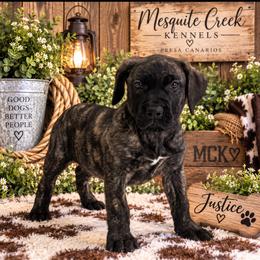 Justice - Tiger female Perro de Presa Canario puppy in Goshen, Alabama from Mesquite Creek Kennels