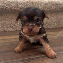 Autumn - Chocolate and tan female Yorkshire Terrier puppy in Knoxville, Tennessee from Rainbow Bliss Yorkies