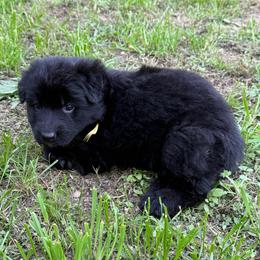 Puma Yellow black female - Black female German Shepherd puppy in Herrick, South Dakota from Dakota Shepherds Kennels