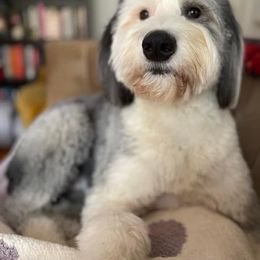 Golden Retriever and Old English Sheepdog All Grown Up from Saddle Rock Golden Retrievers & Old English Sheepdogs