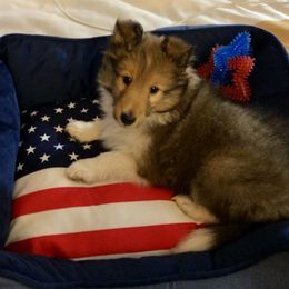 Shetland Sheepdog Puppies from Lone Star Sheltie
