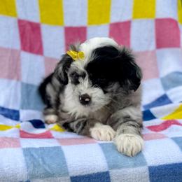 Yellow collar toy - Blue merle female Aussiedoodle puppy in 32046, Florida from River Hill Ranch