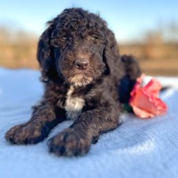 Oakley - Chocolate female Goldendoodle puppy in Osage City, Kansas from Golden Ridge Goldens