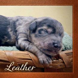 Leather - Merle male Goldendoodle puppy in Hendersonville, North Carolina from Kim's Cove Dog Co.