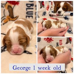 George - Blenheim male Cavalier King Charles Spaniel puppy in Atwater, California from Countryside Royalty Cavaliers