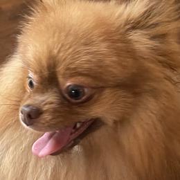 Teddy - Pomeranian