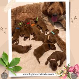 Moana ( Teal collar girl) - Red  female Goldendoodle puppy in Phelan, California from High Desert Doodles - the original