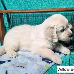Willow Boy 4 - Light golden male Golden Retriever puppy in Niles, Michigan from Composer Goldens