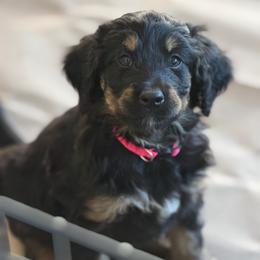 Boo - Tri-color female Bernedoodle puppy in Phelan, California from PuppyPaws4U