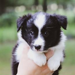 Lily - Black female Border Collie puppy in Dallas, Texas from Effervescent Border Collies