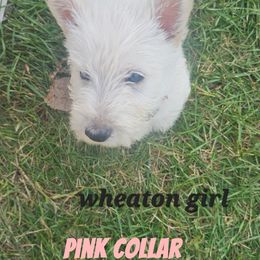 Pink collar - Wheaten female Scottish Terrier puppy in Oakley, Michigan from Kassie Lindsay